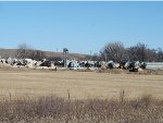 Grain Train Derailment